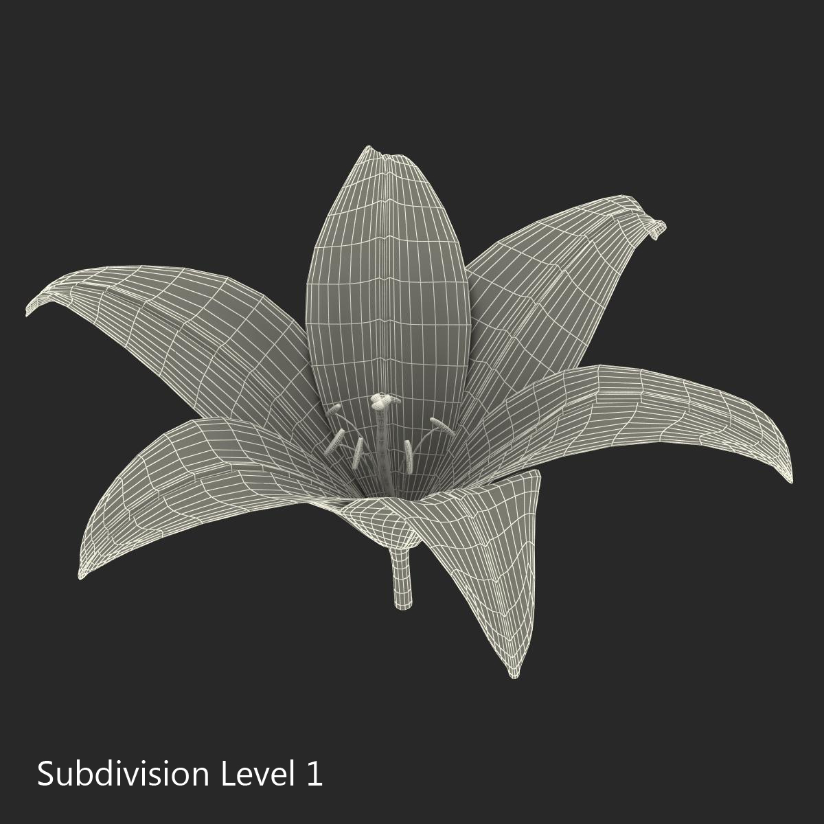 3D Lily Flower