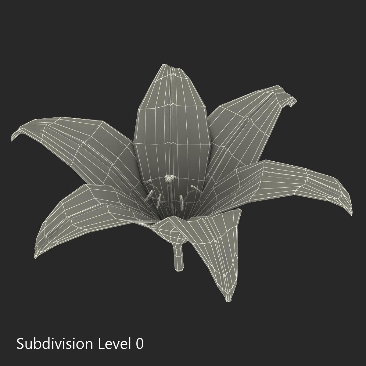 3D Lily Flower