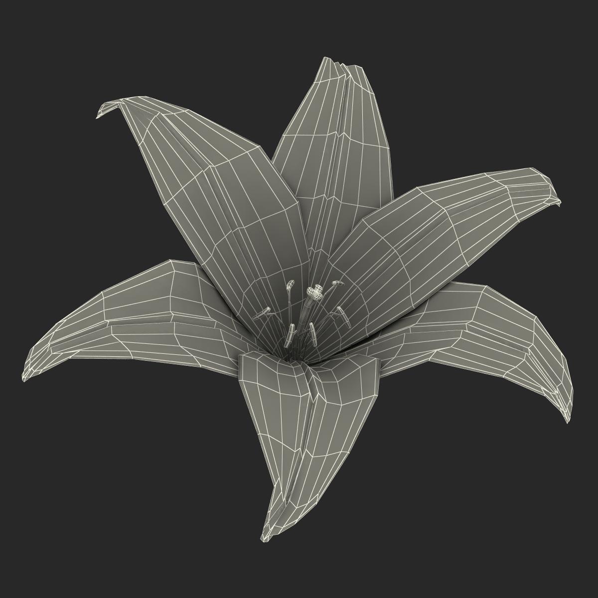 3D Lily Flower