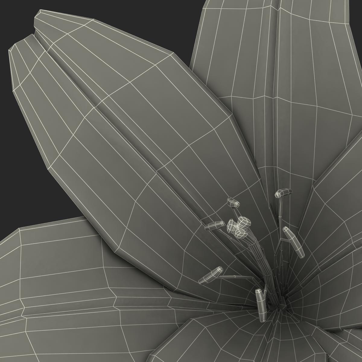 3D Lily Flower