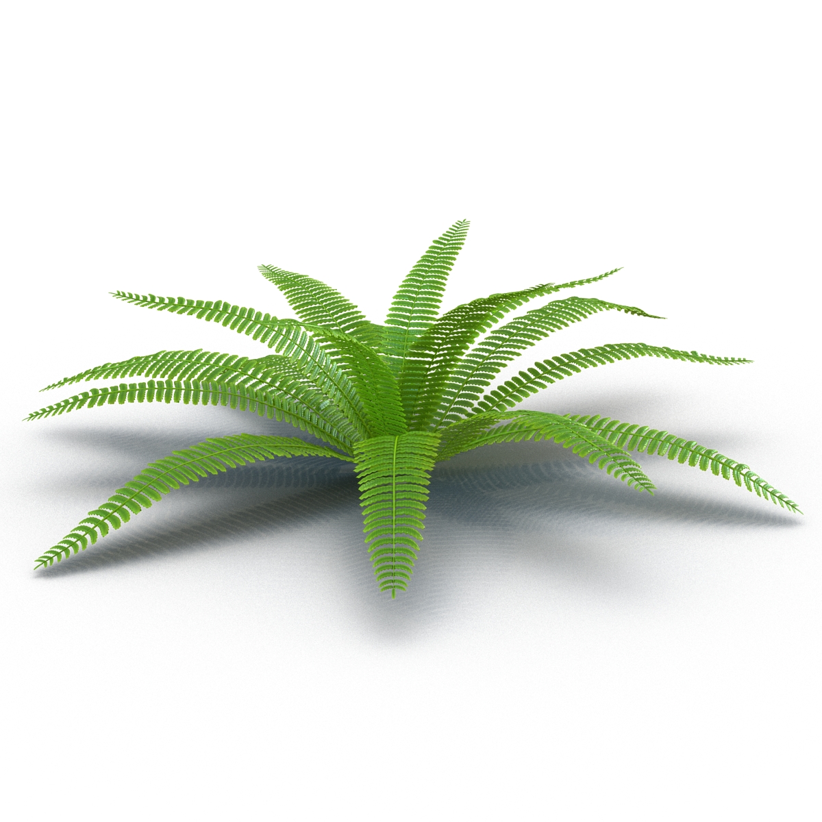 3D model Fern 3