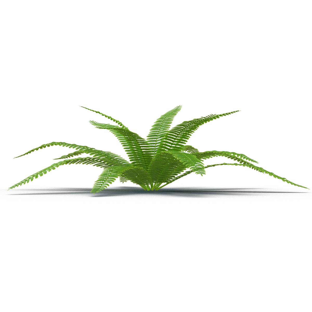 3D model Fern 3