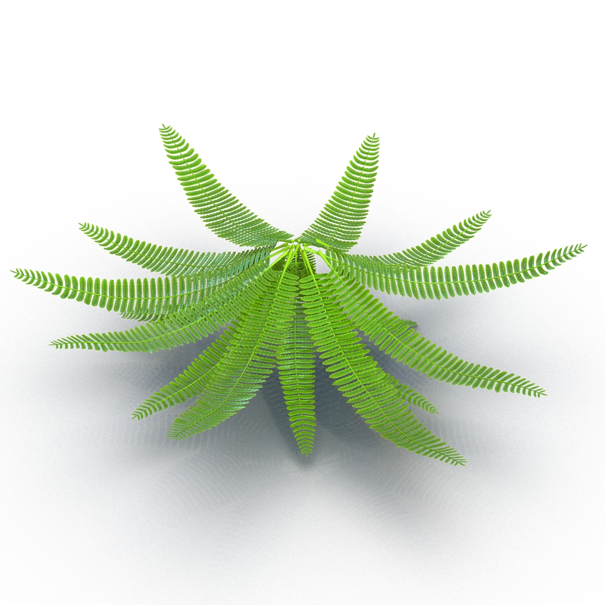 3D model Fern 3