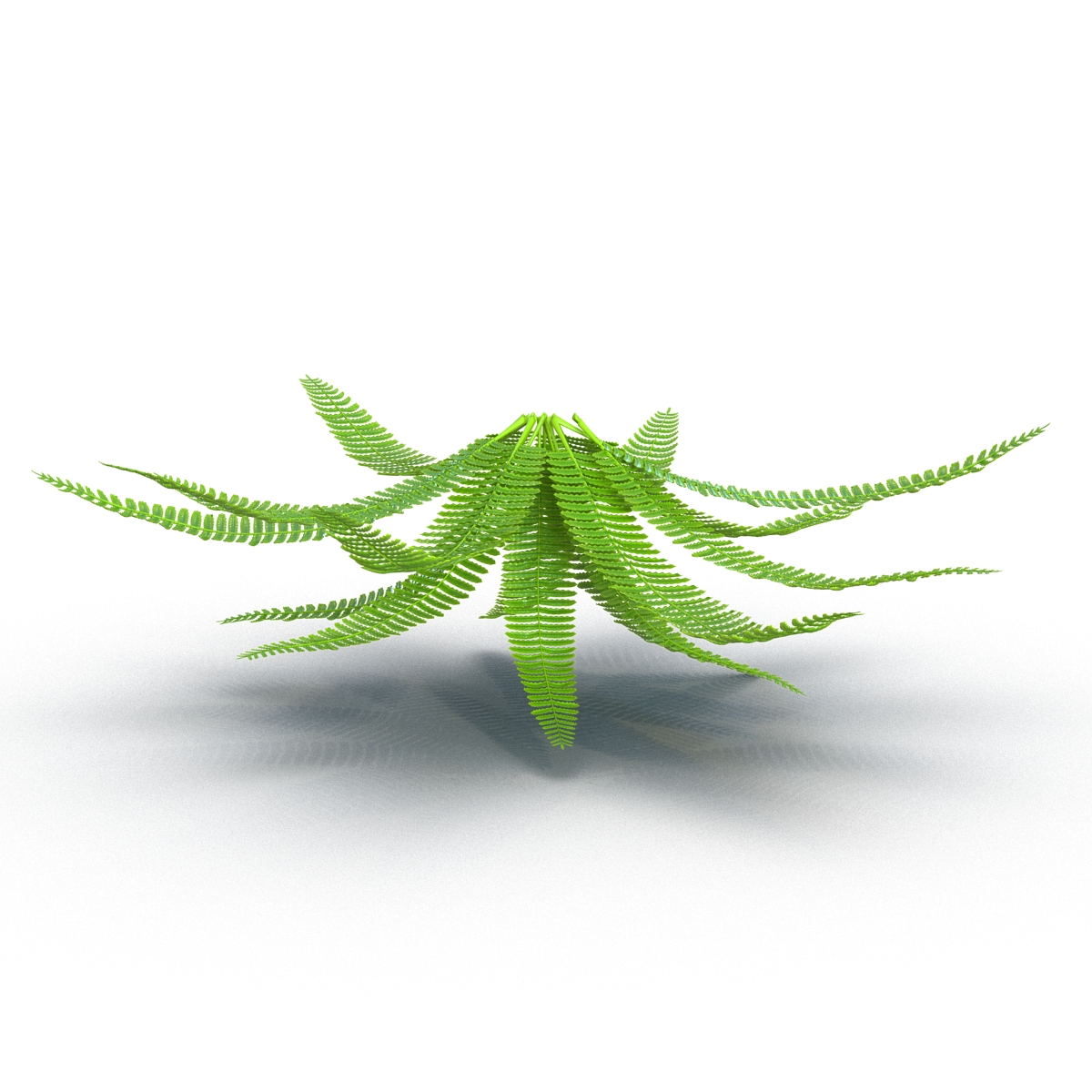 3D model Fern 3