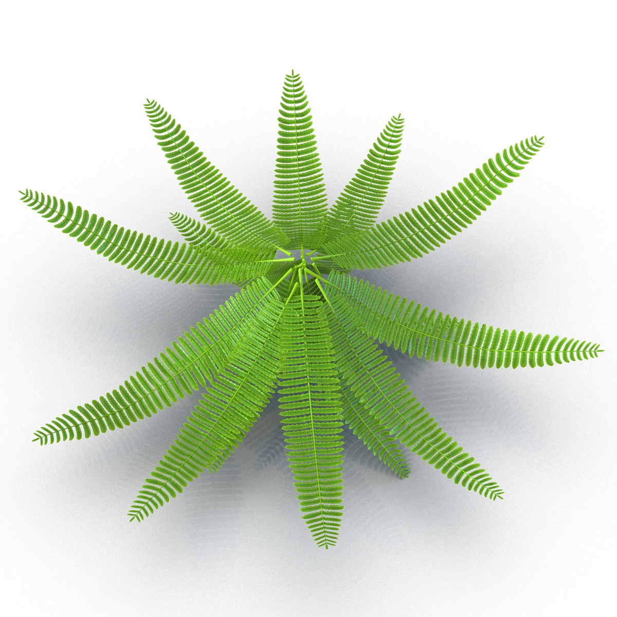 3D model Fern 3