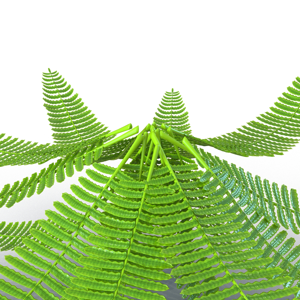 3D model Fern 3