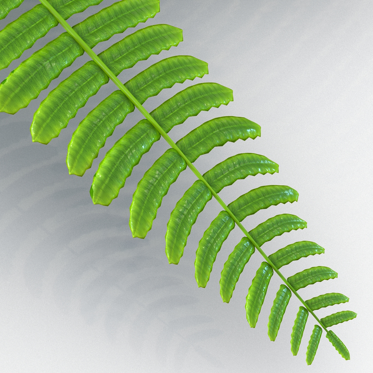 3D model Fern 3