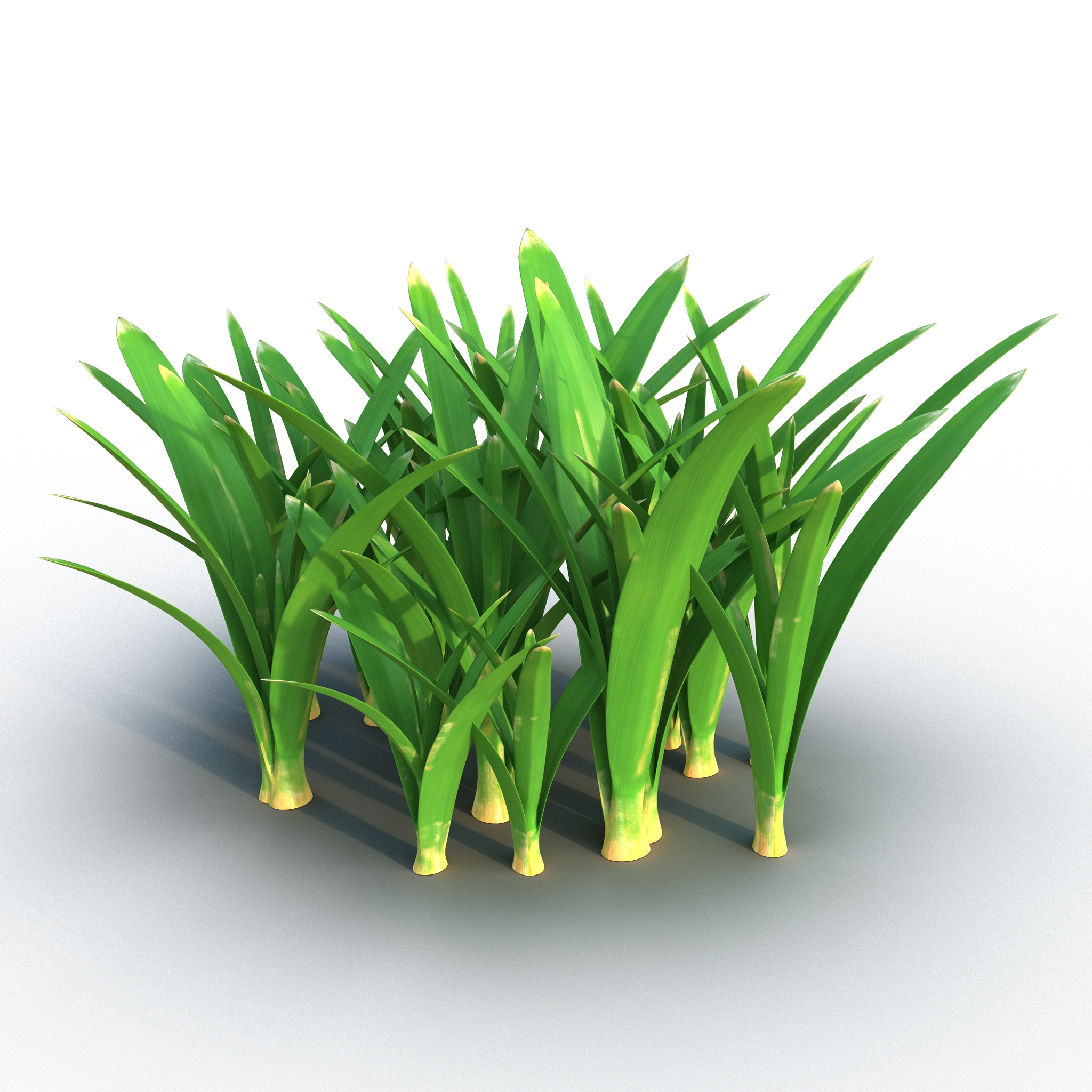 Grass 3 3D model