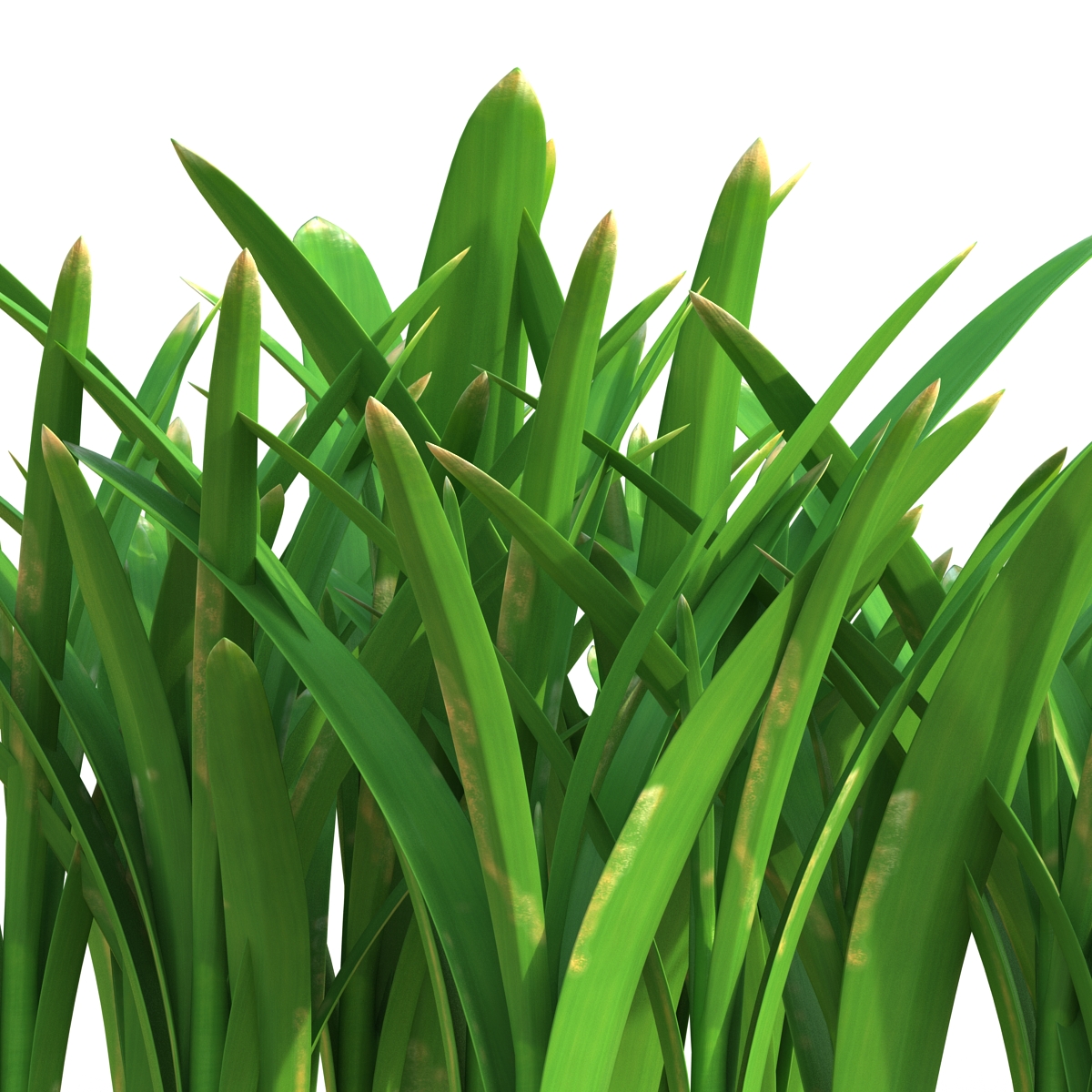 Grass 3 3D model