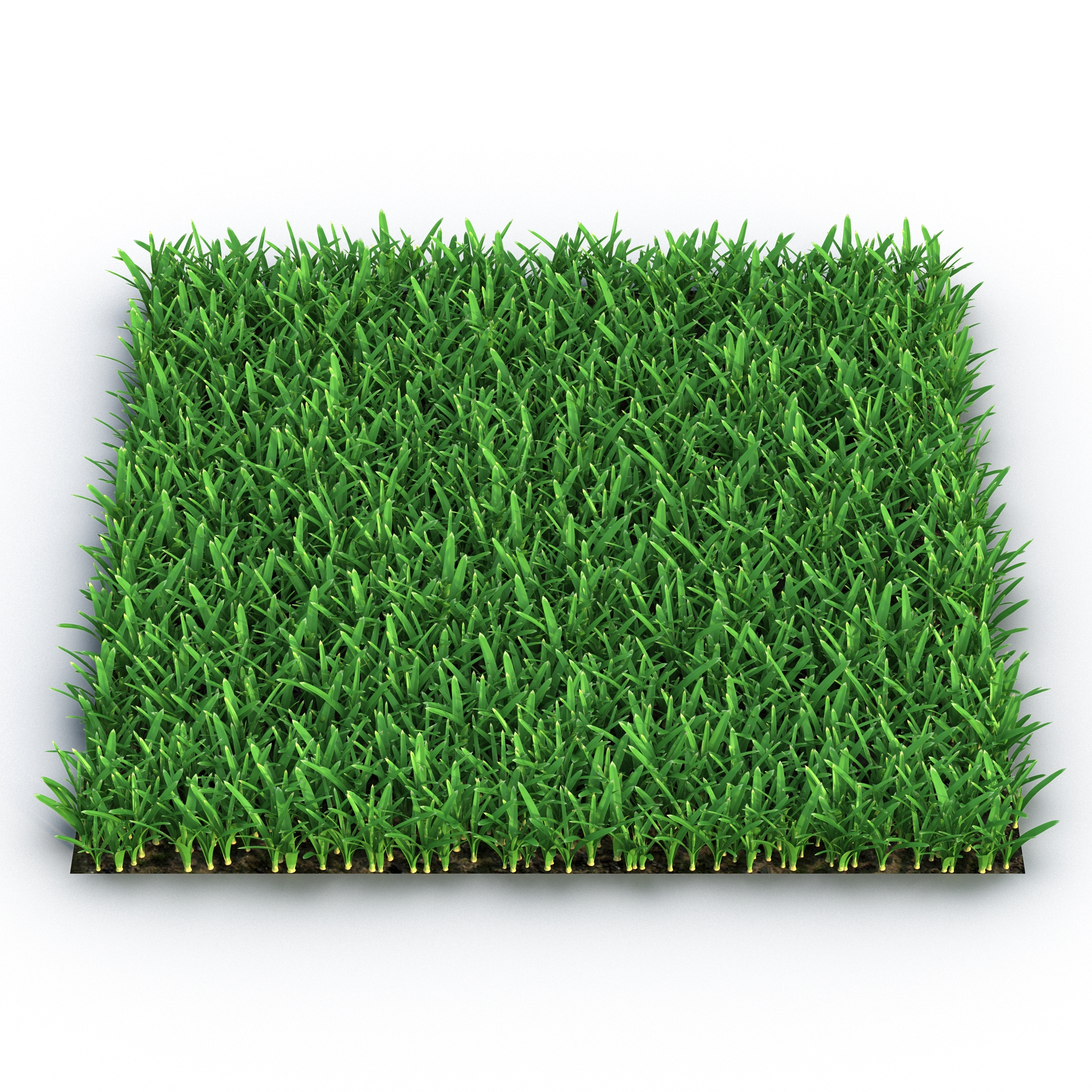 3D Saint Augustine Warm Season Grass model