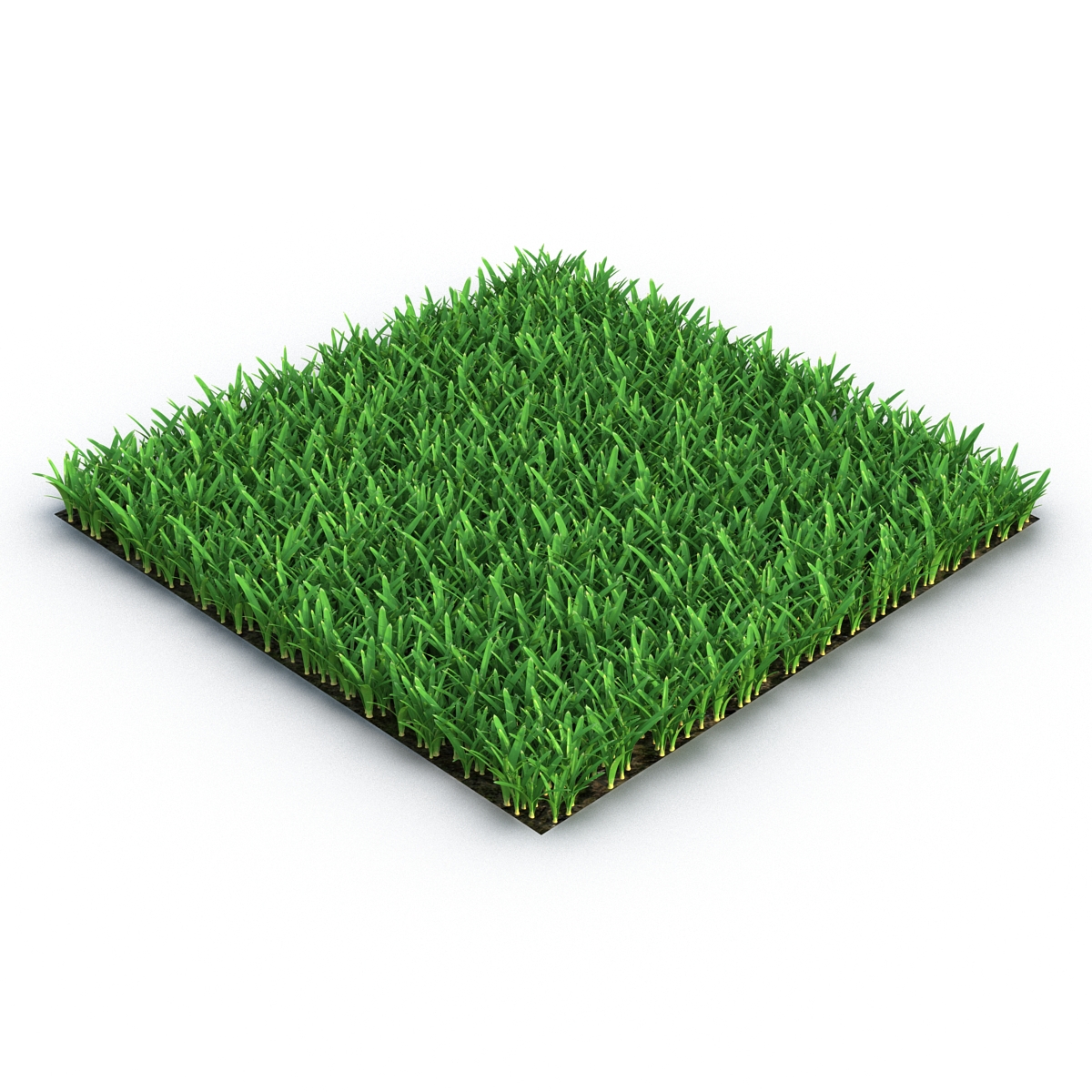 3D Saint Augustine Warm Season Grass model