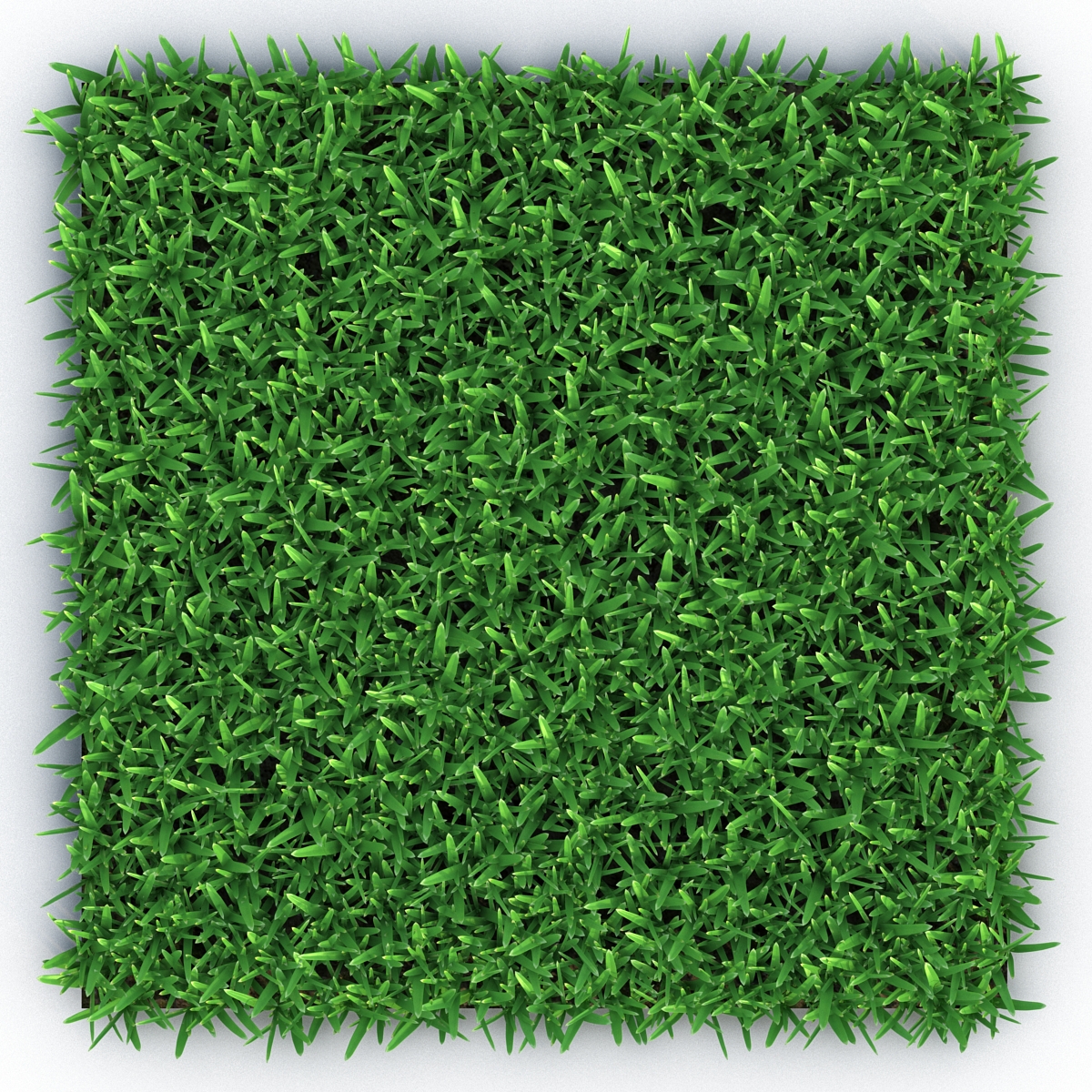 3D Saint Augustine Warm Season Grass model