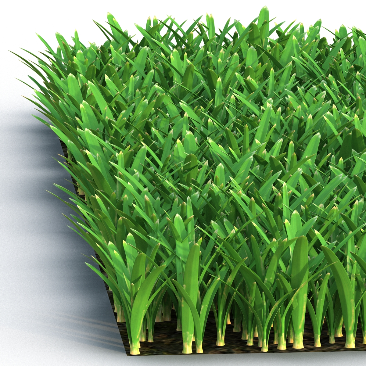 3D Saint Augustine Warm Season Grass model