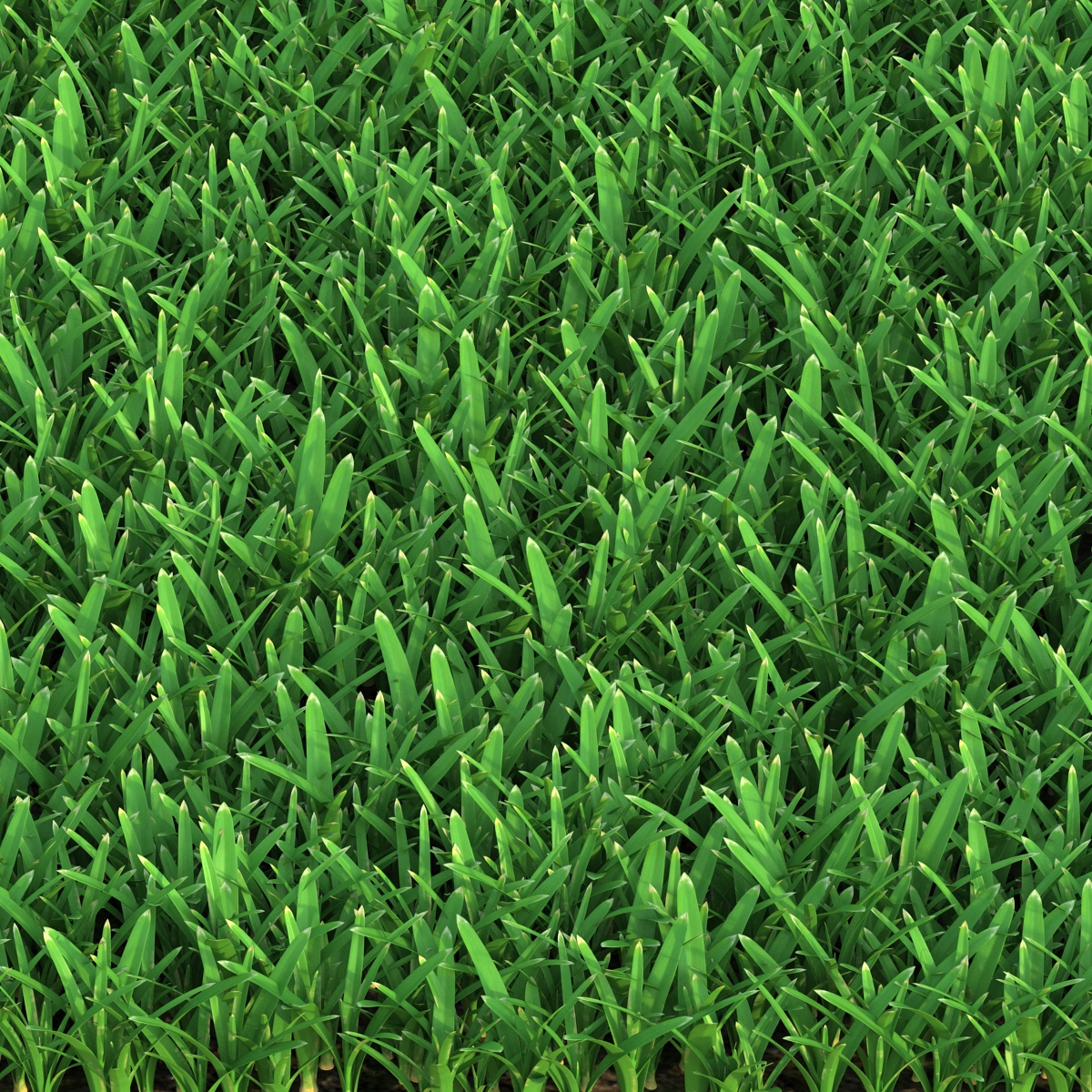 3D Saint Augustine Warm Season Grass model