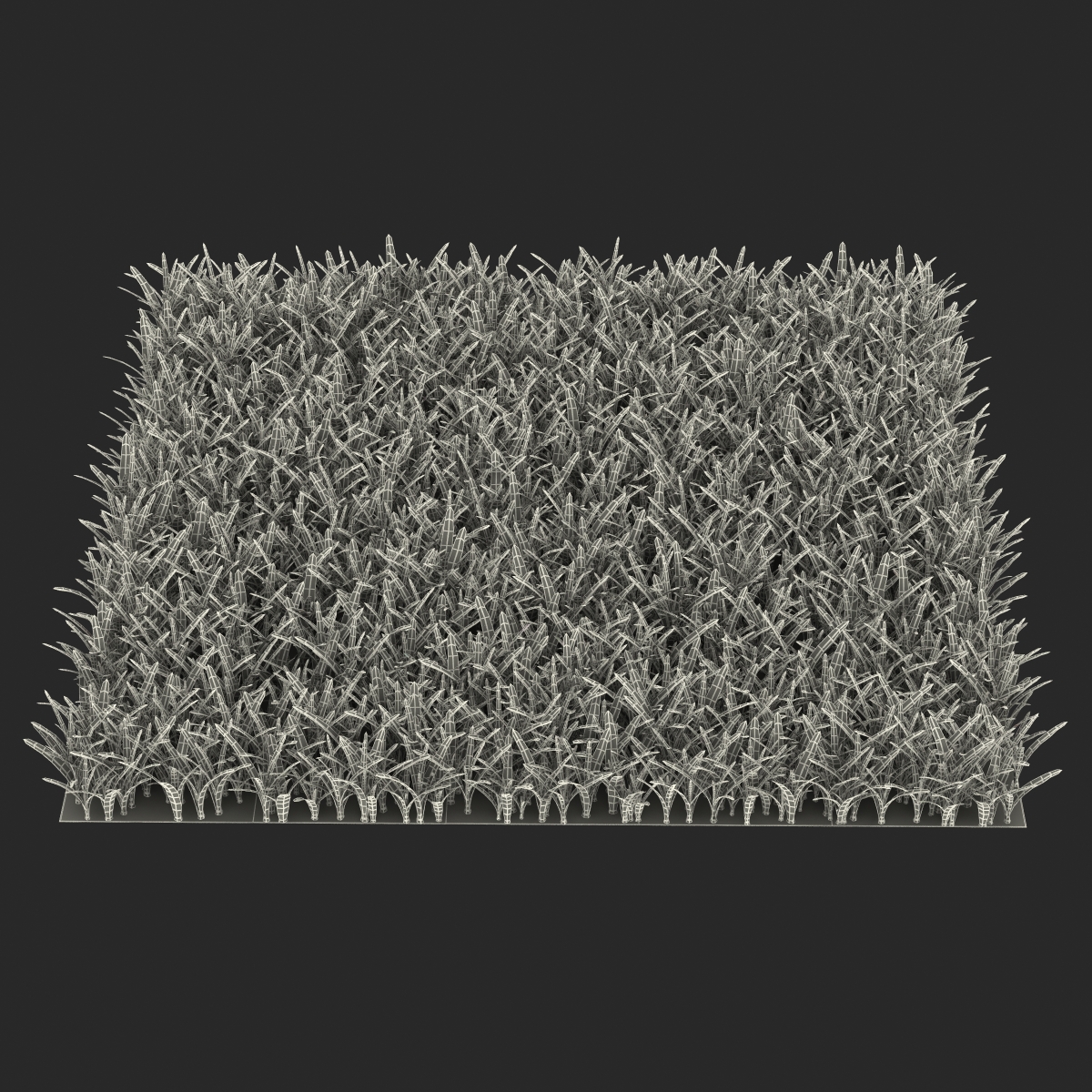 3D Saint Augustine Warm Season Grass model