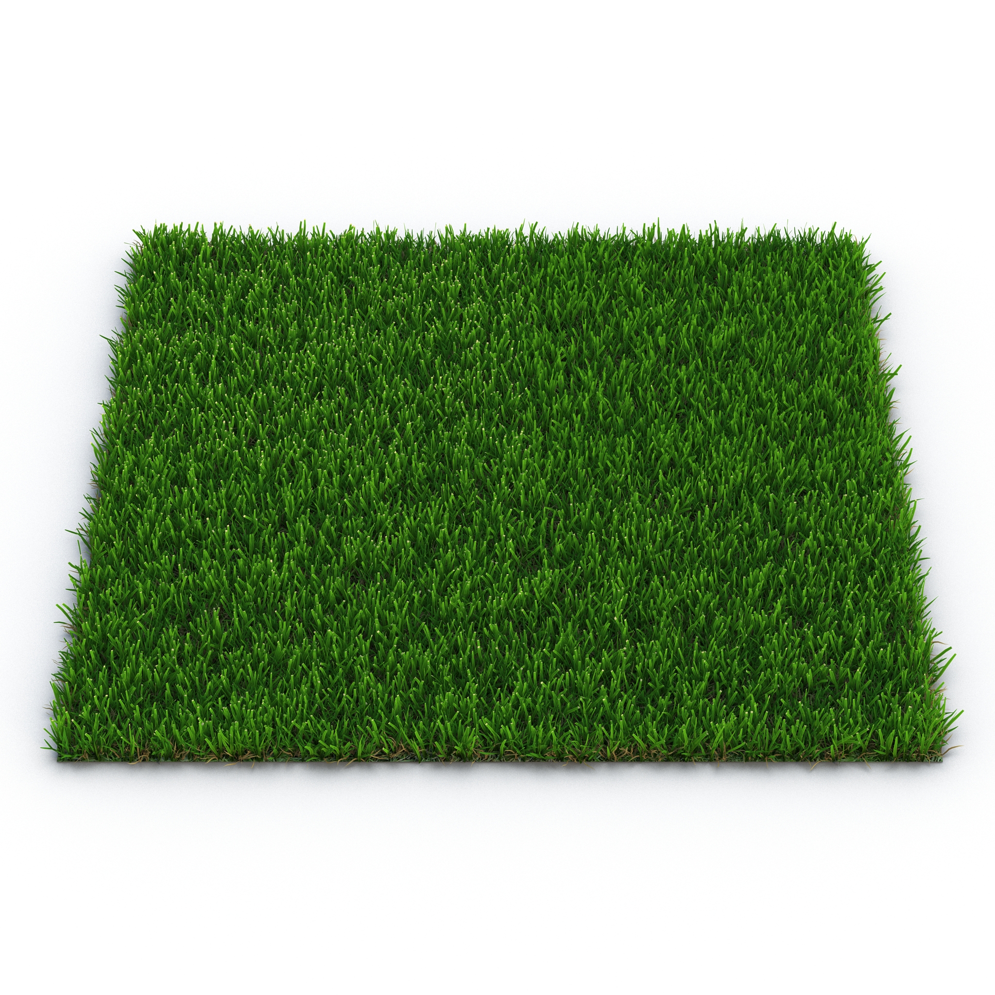 Zoysia Grass 3D