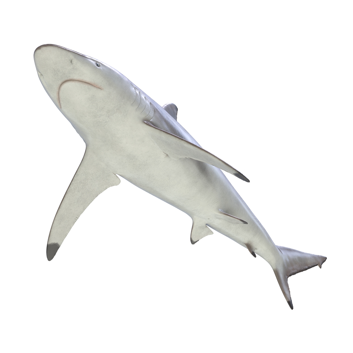 3D model Spinner Shark Rigged