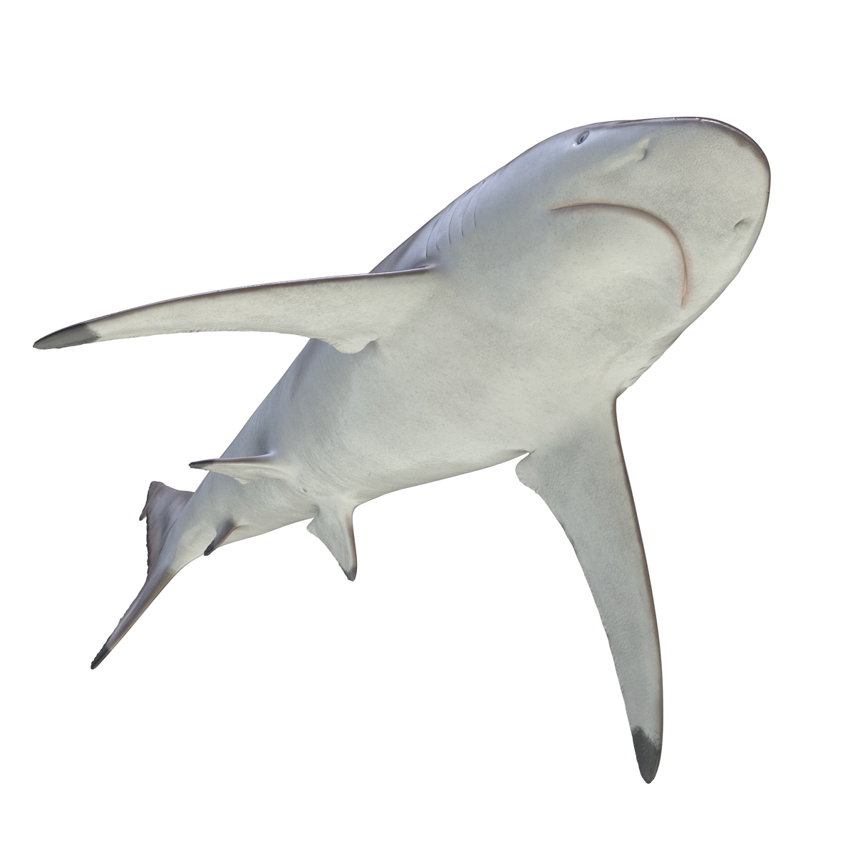 3D model Spinner Shark Rigged