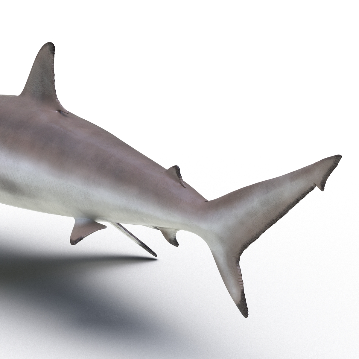 3D model Spinner Shark Rigged