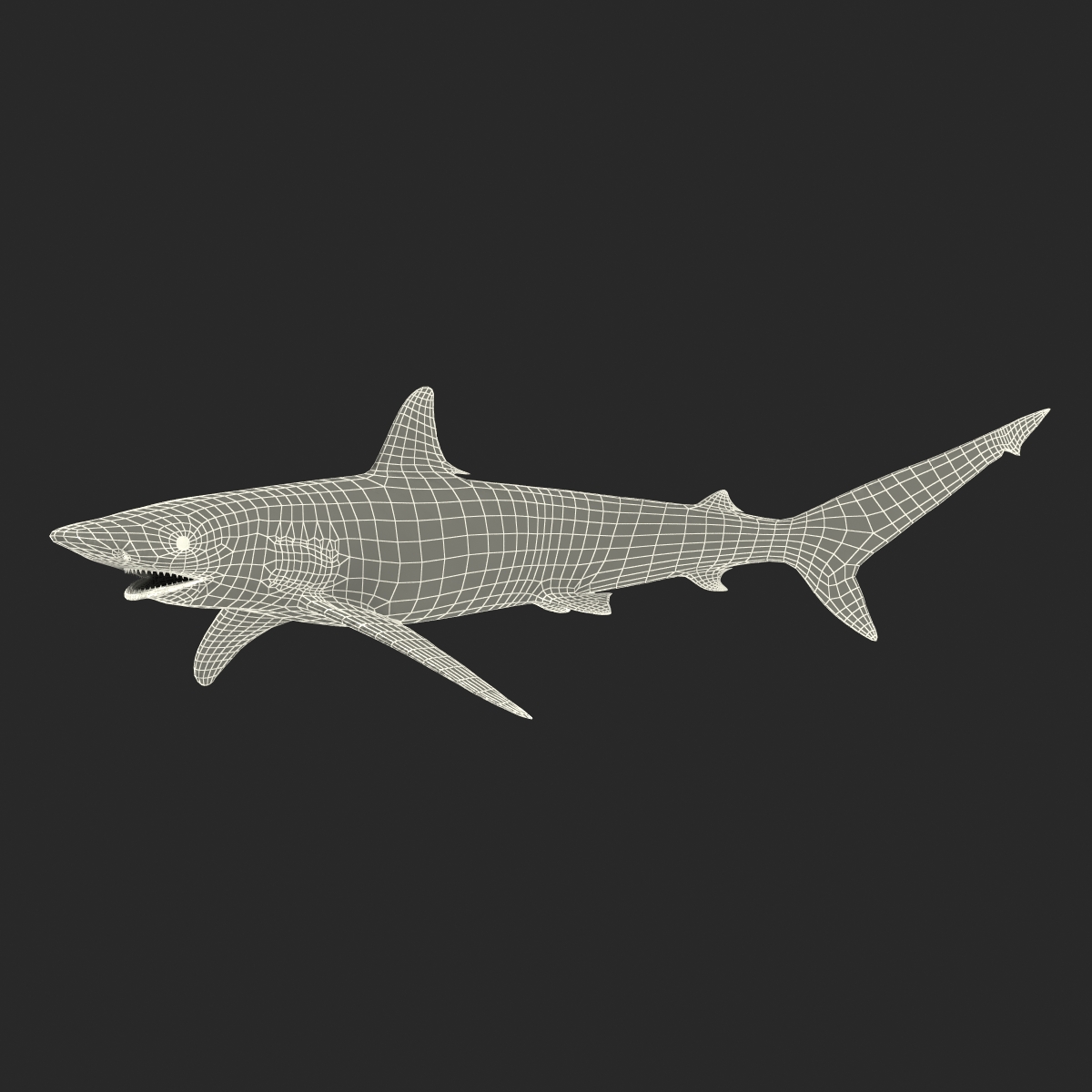 3D model Spinner Shark Rigged