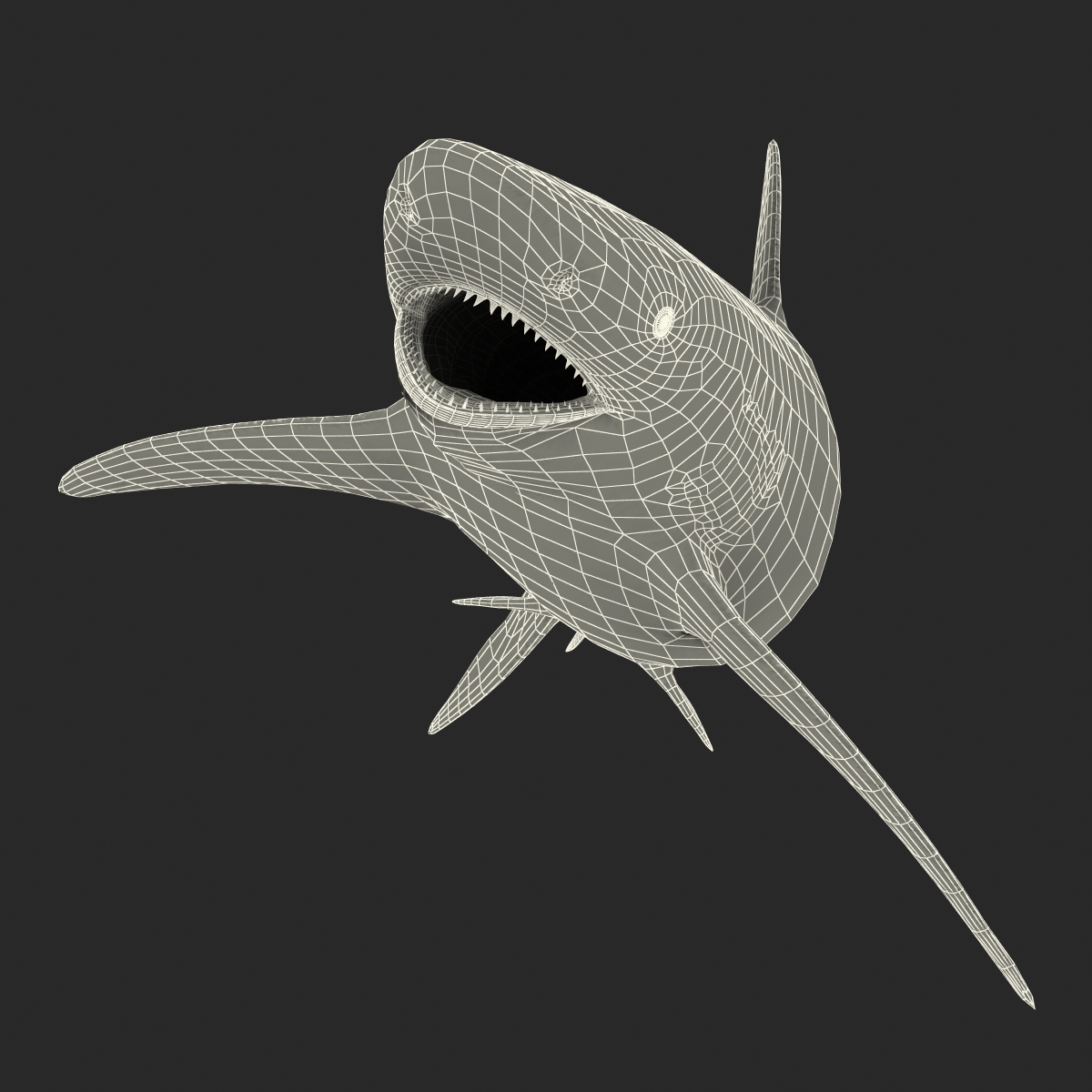 3D model Spinner Shark Rigged