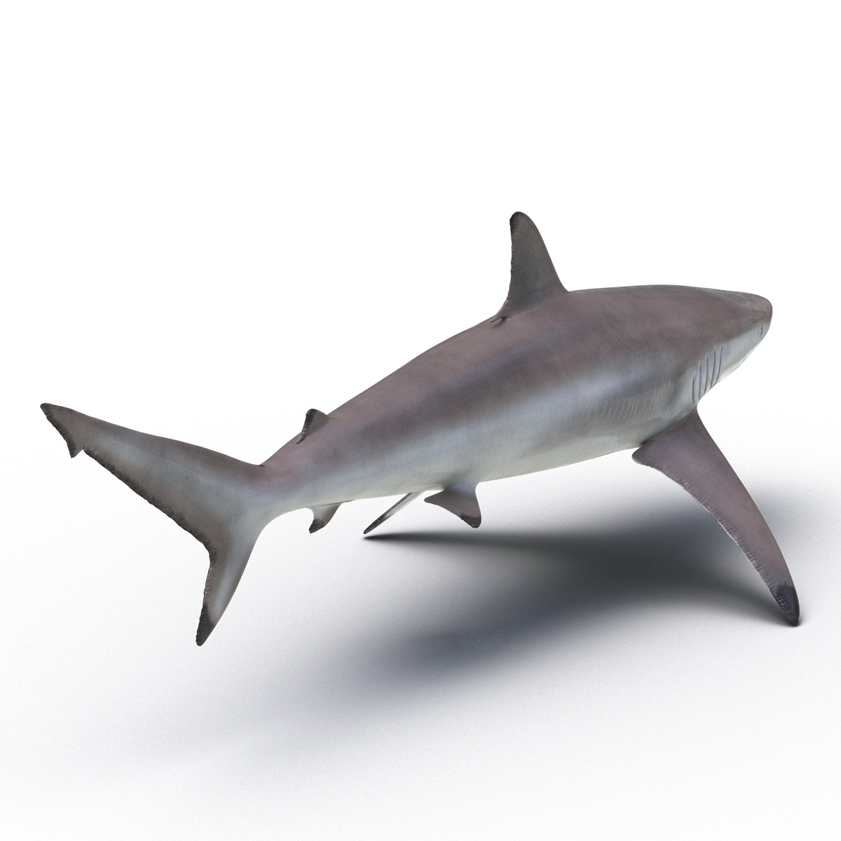 3D Spinner Shark model