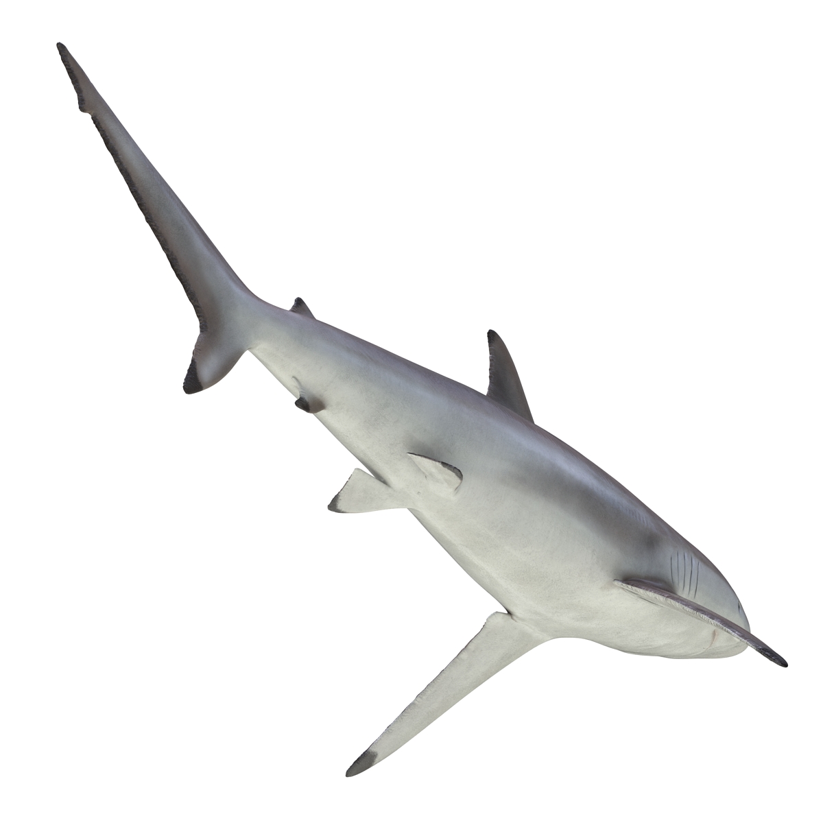 3D Spinner Shark model