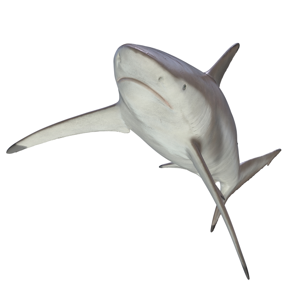 3D Spinner Shark model