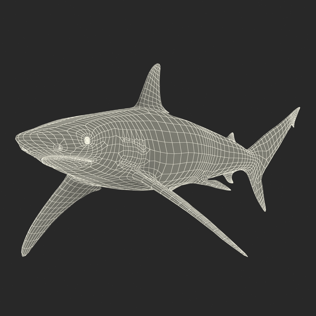 3D Spinner Shark model