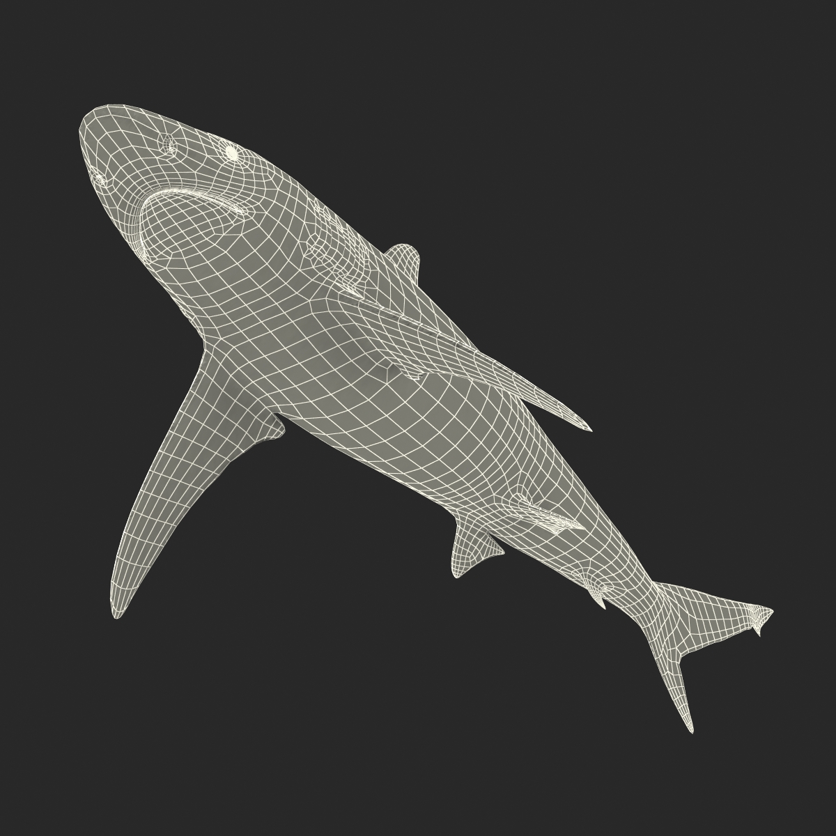 3D Spinner Shark model