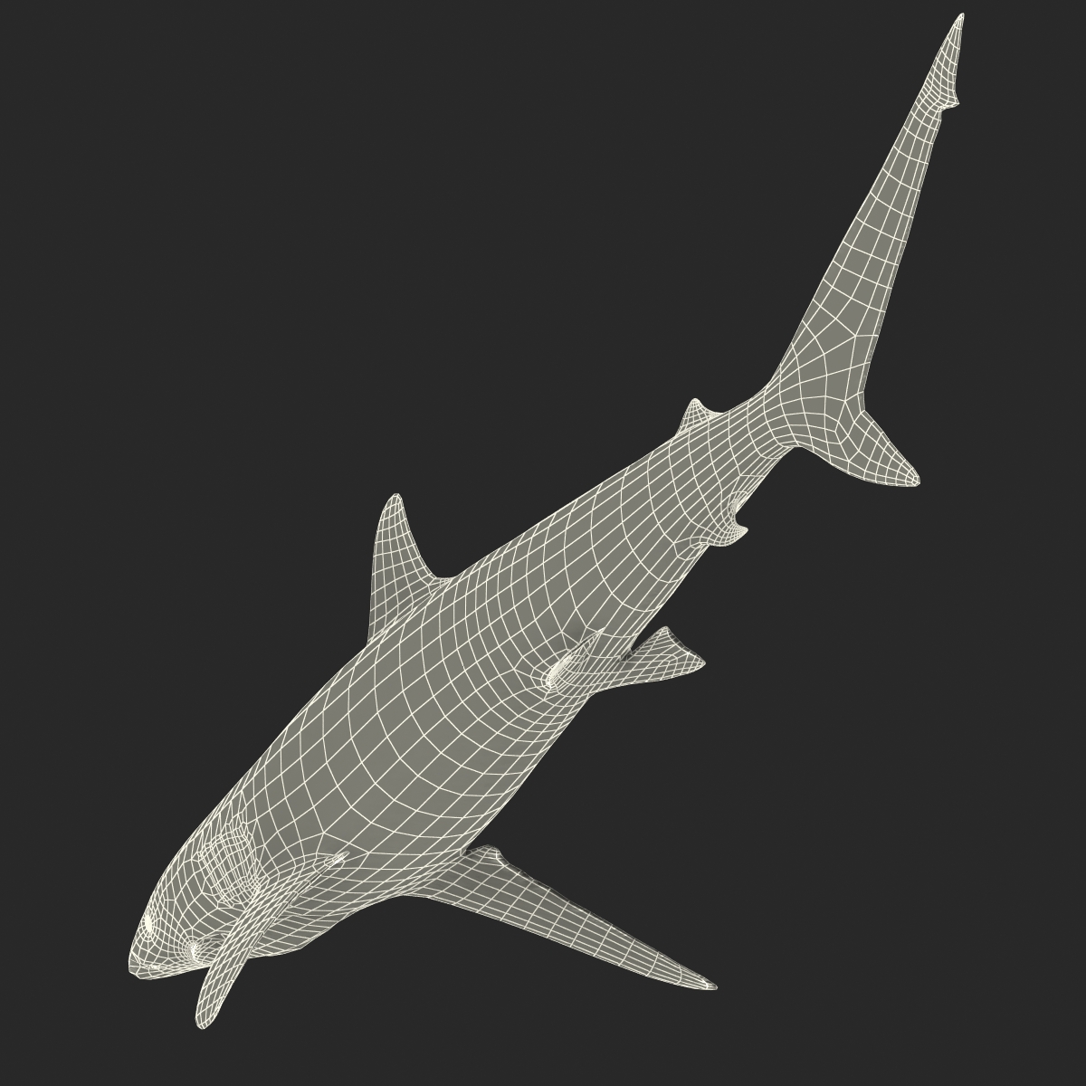 3D Spinner Shark model