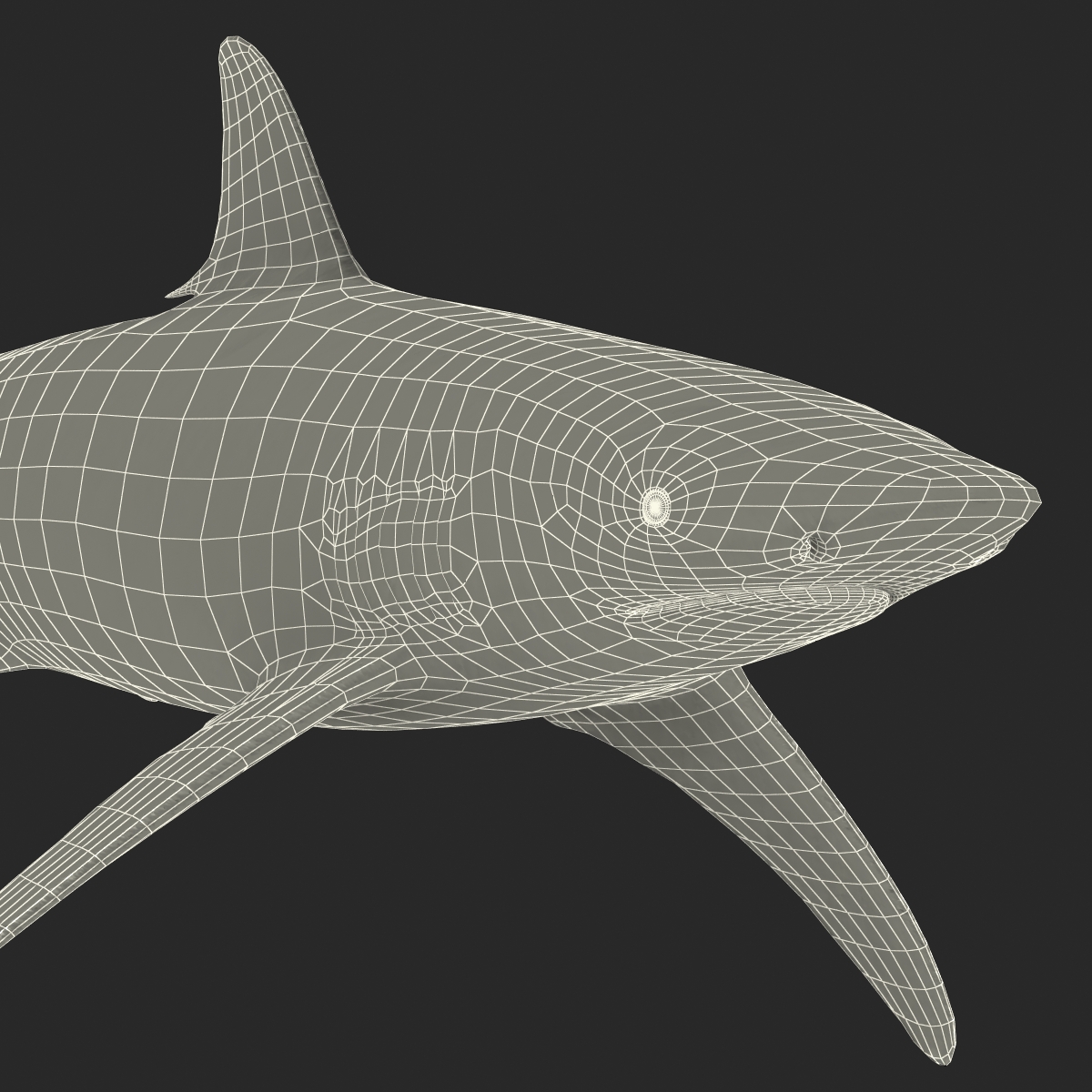 3D Spinner Shark model