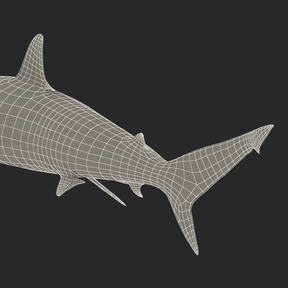 3D Spinner Shark model