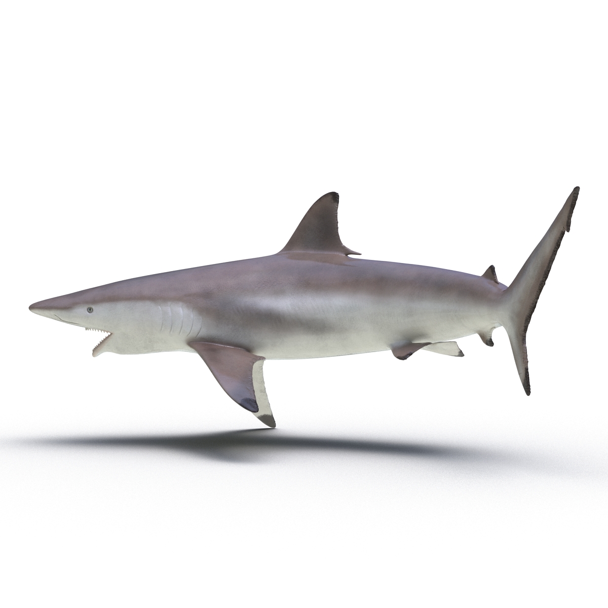 3D model Spinner Shark Pose 2