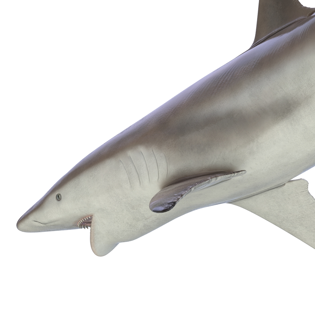 3D model Spinner Shark Pose 2