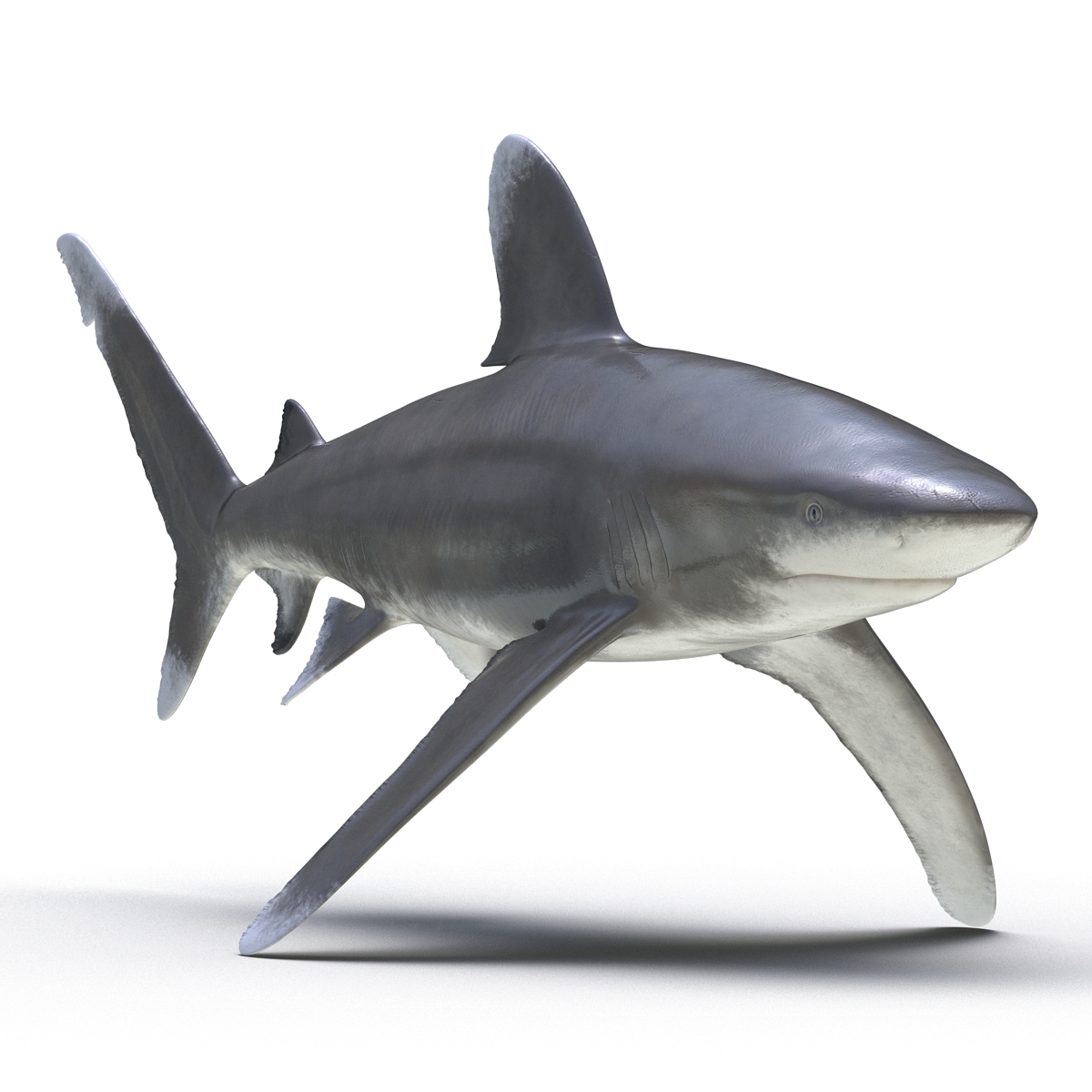 Oceanic Whitetip Shark 3D