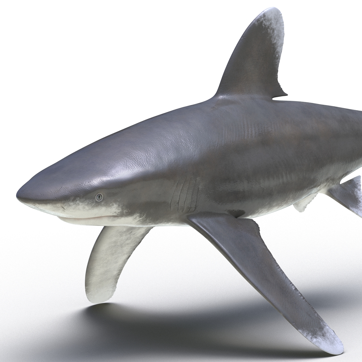 Oceanic Whitetip Shark 3D