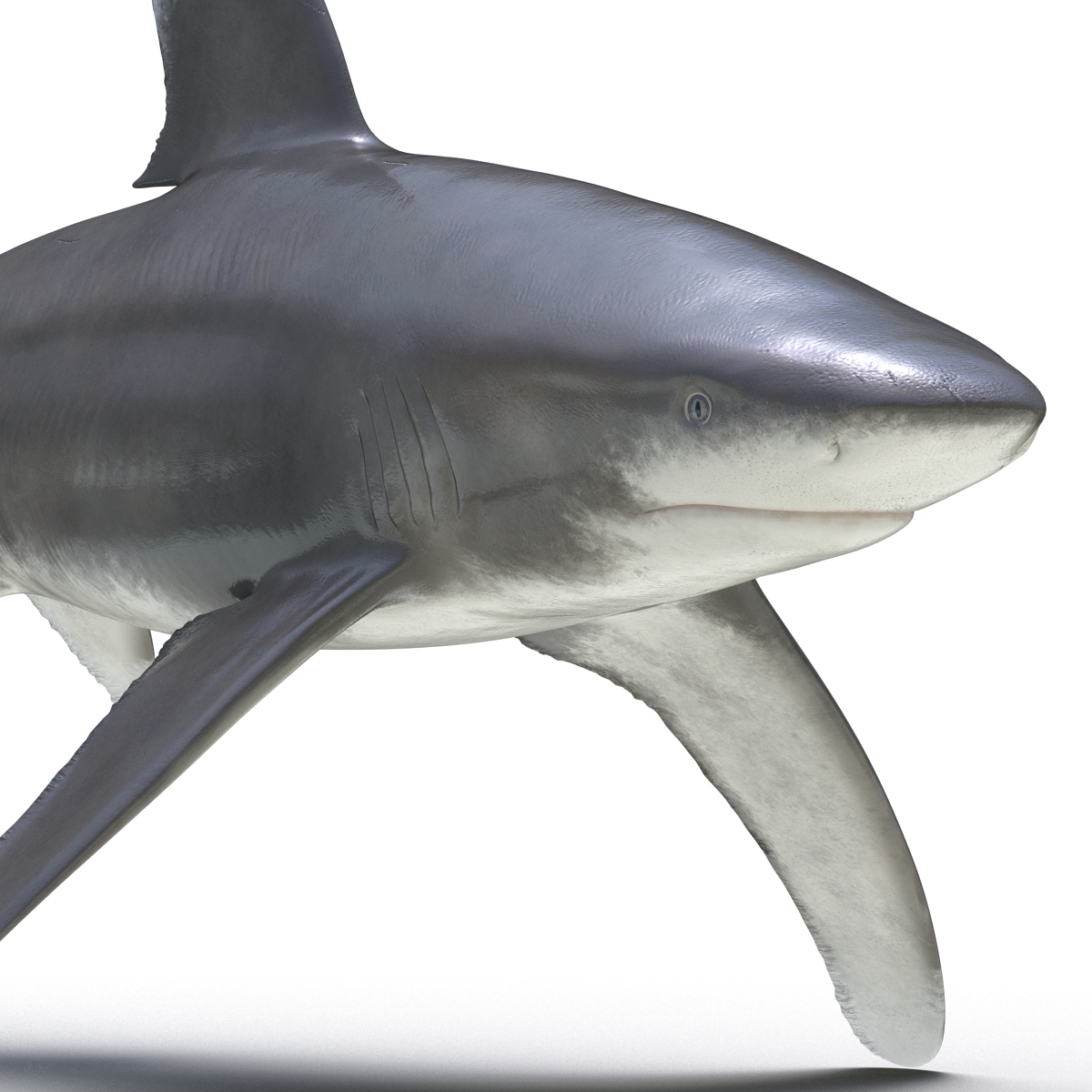 Oceanic Whitetip Shark 3D