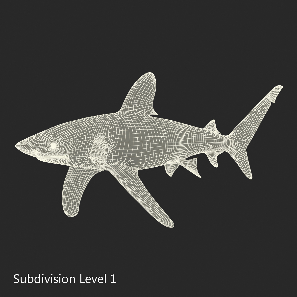 Oceanic Whitetip Shark 3D