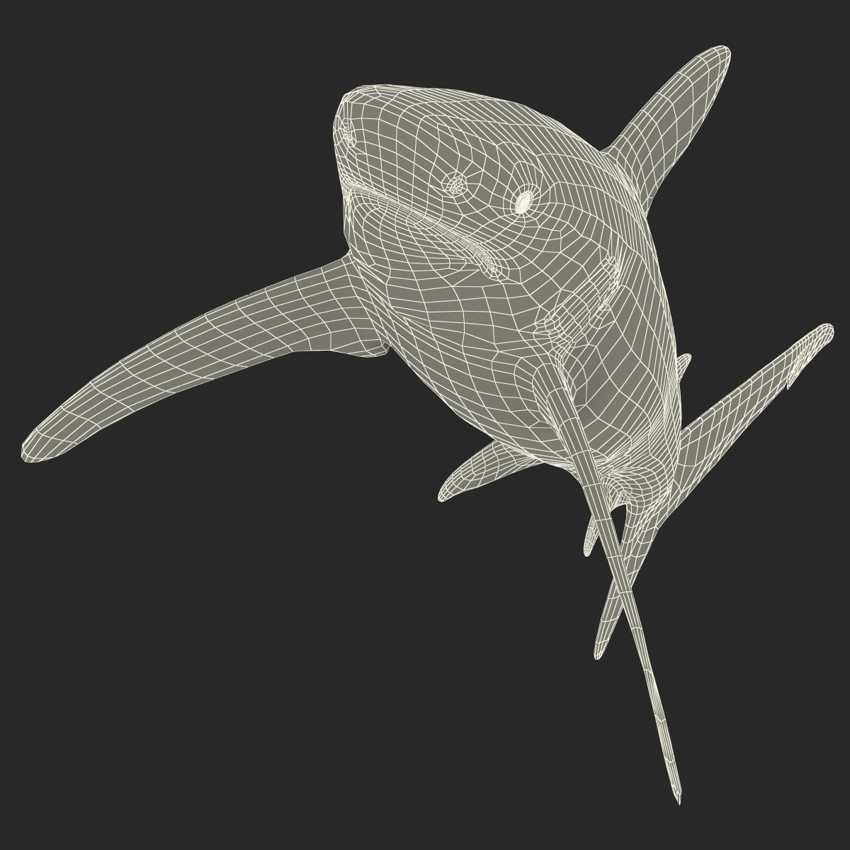 Oceanic Whitetip Shark 3D