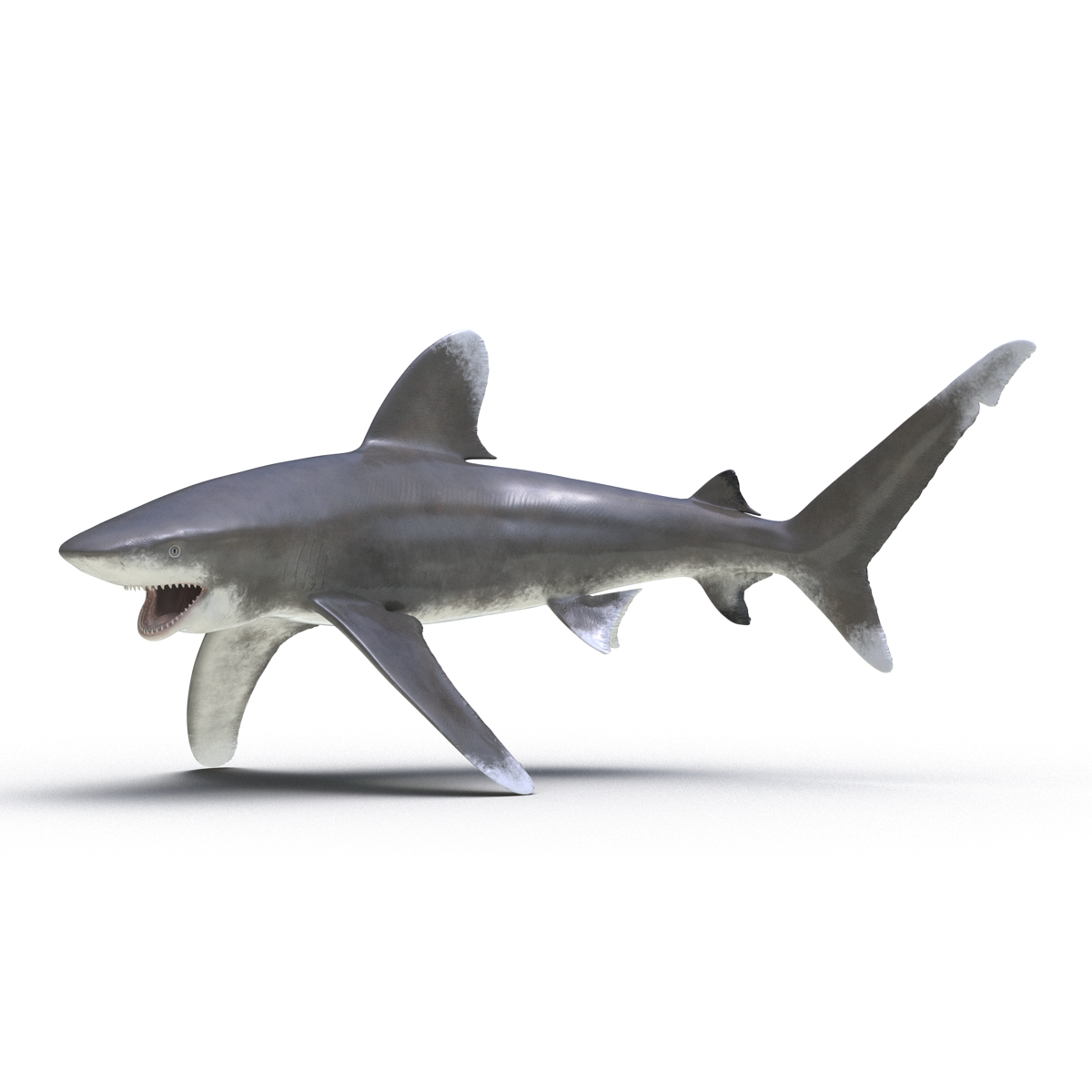 Oceanic Whitetip Shark Pose 2 3D model