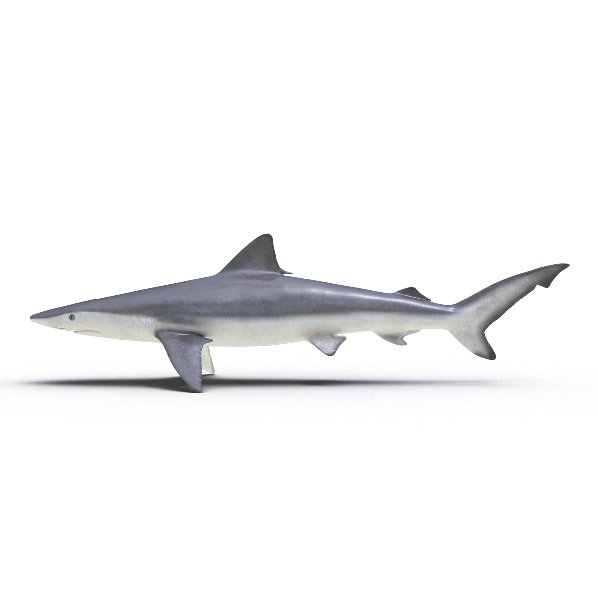 Smalltail Shark Rigged 3D