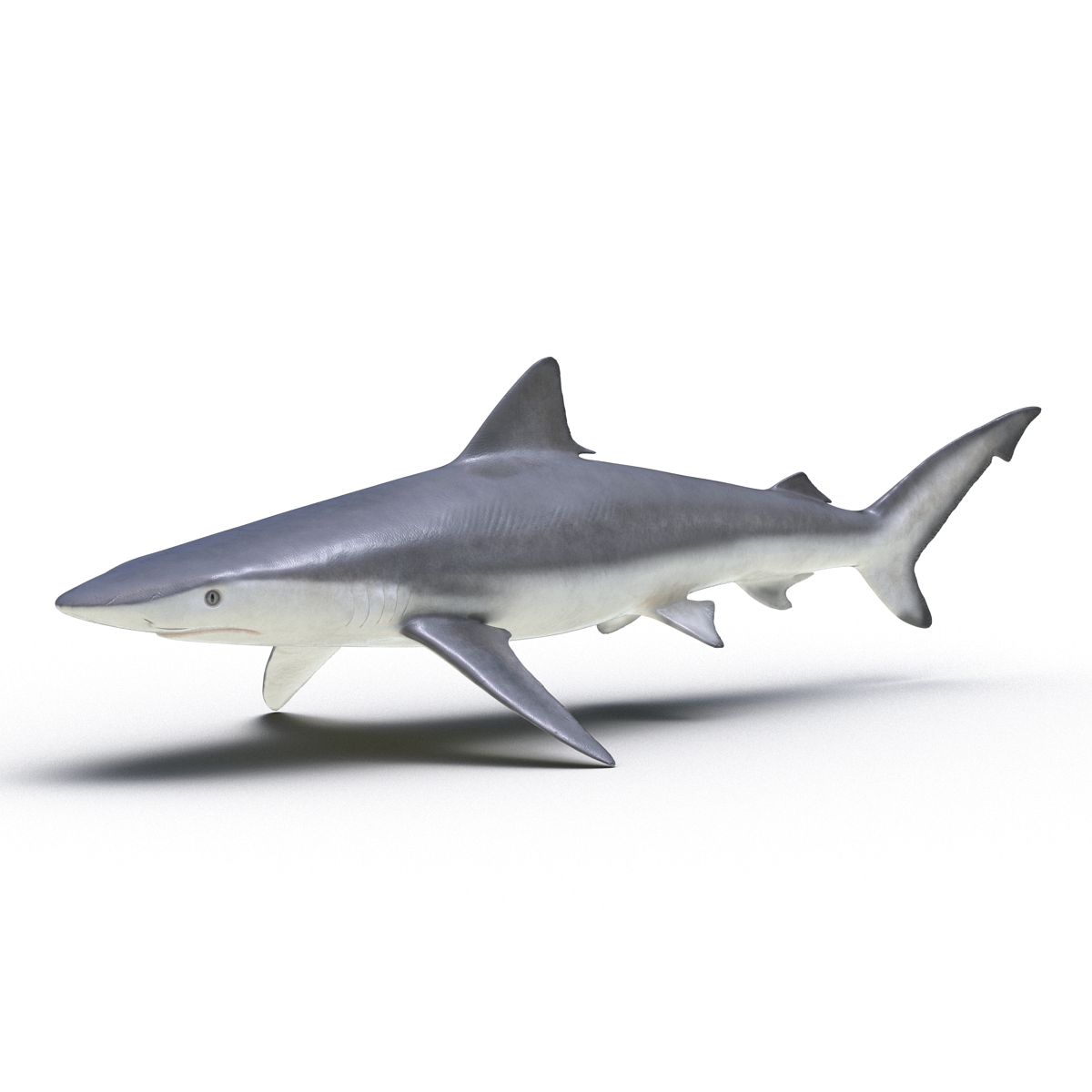 Smalltail Shark Rigged 3D