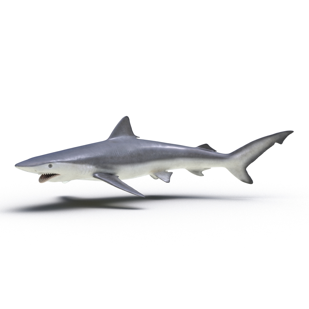 Smalltail Shark Rigged 3D