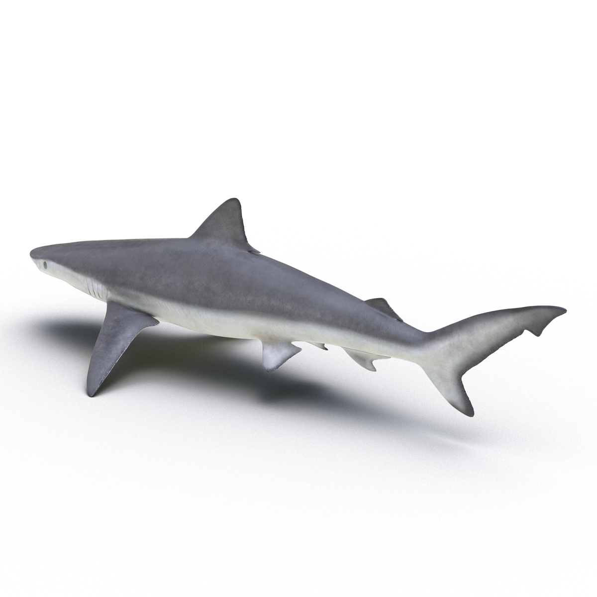 Smalltail Shark Rigged 3D