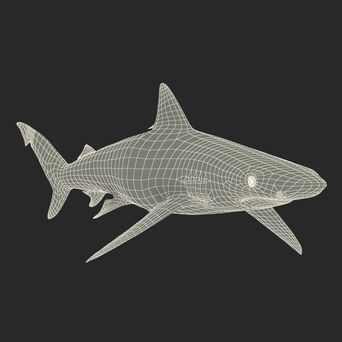 Smalltail Shark Rigged 3D