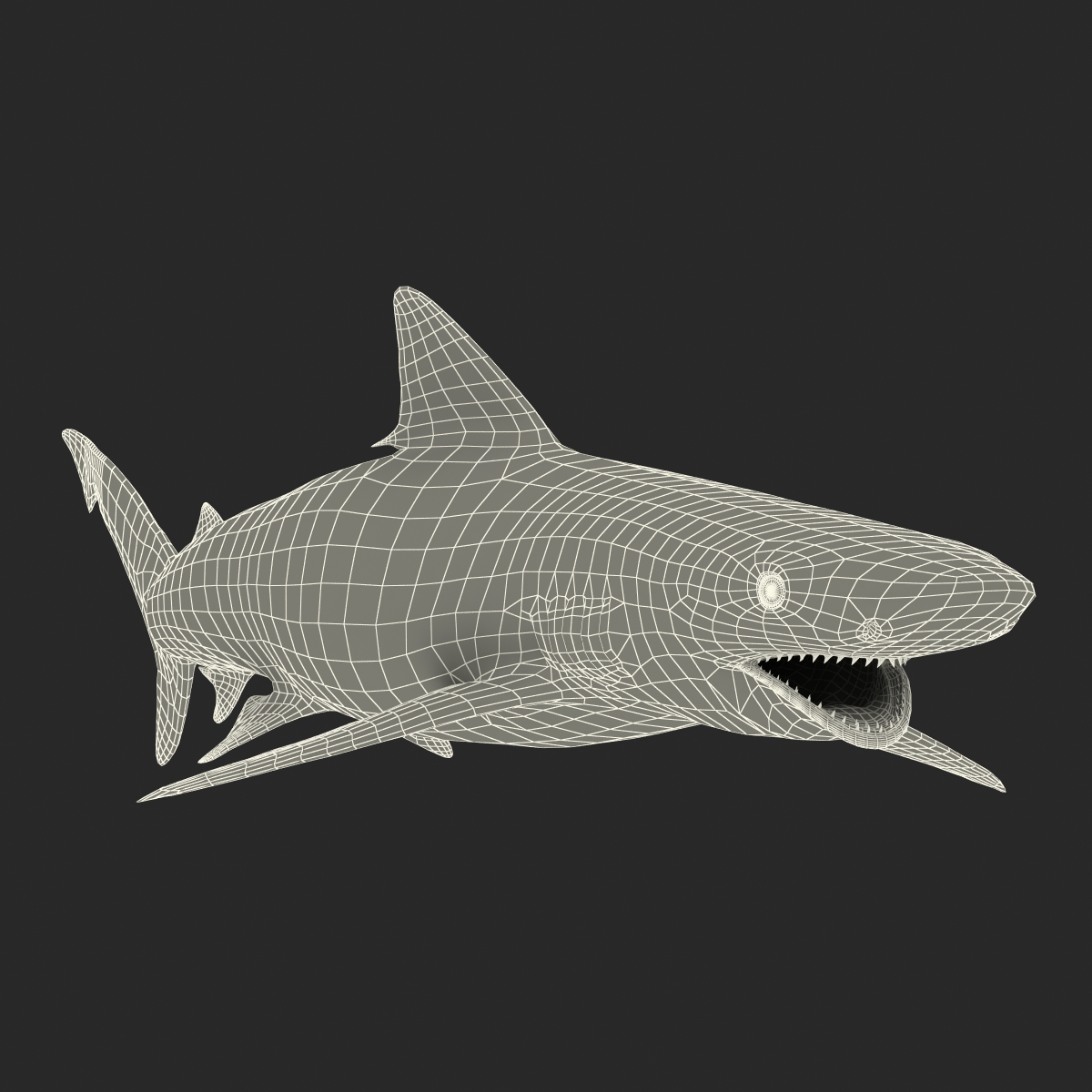 Smalltail Shark Rigged 3D