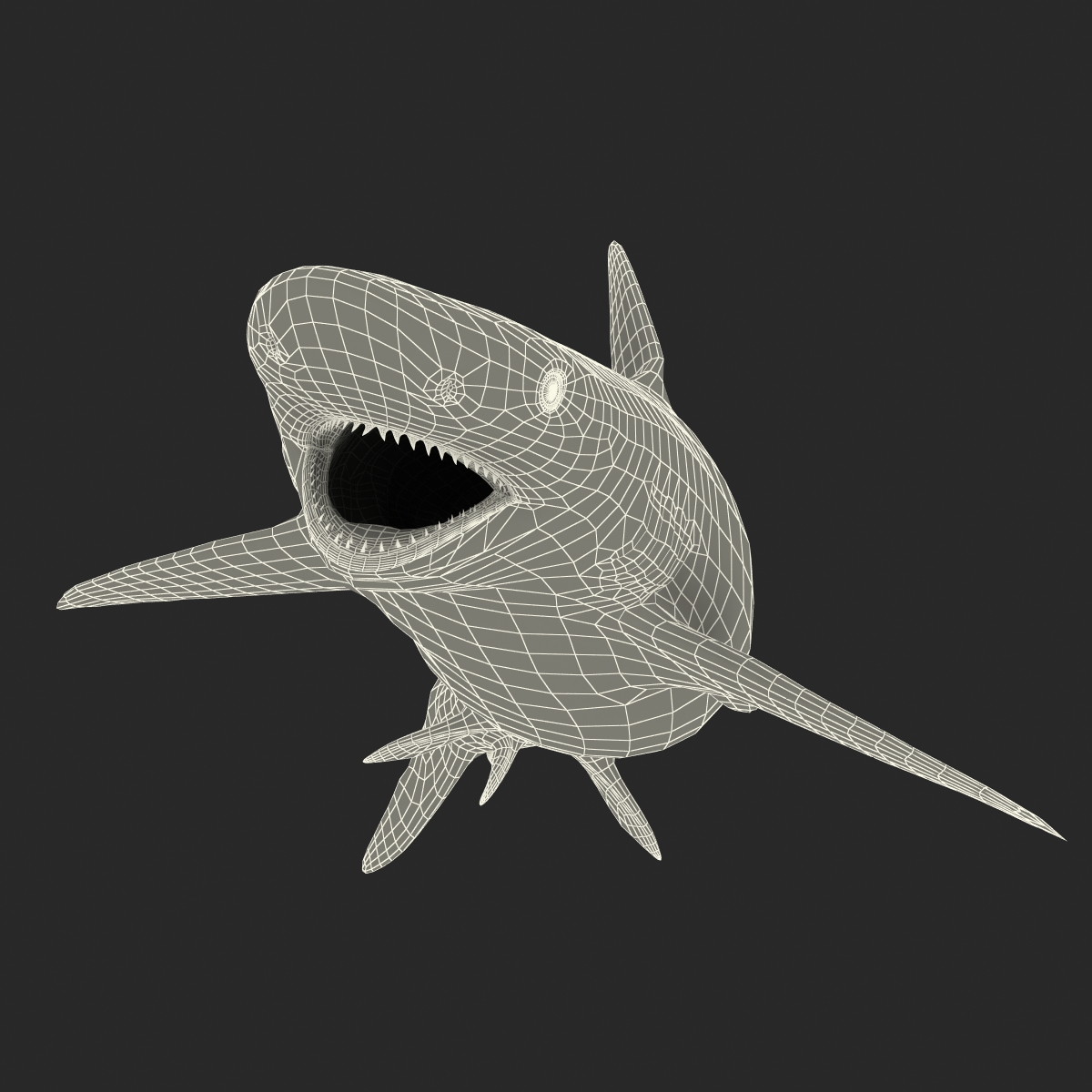 Smalltail Shark Rigged 3D