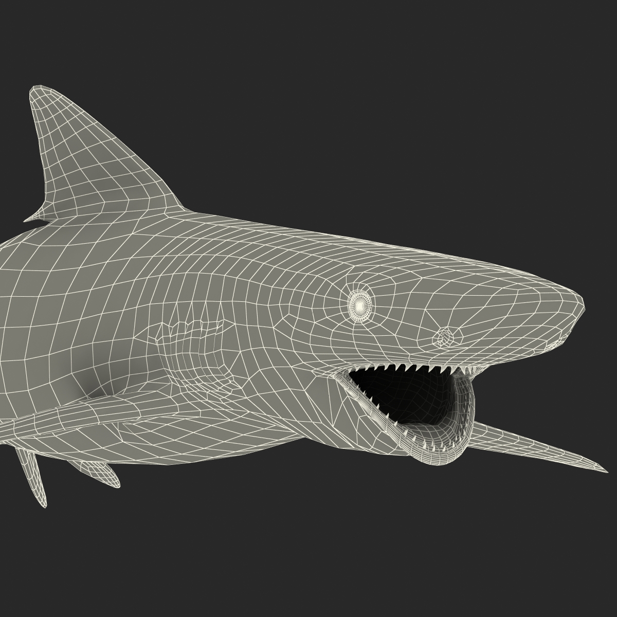 Smalltail Shark Rigged 3D