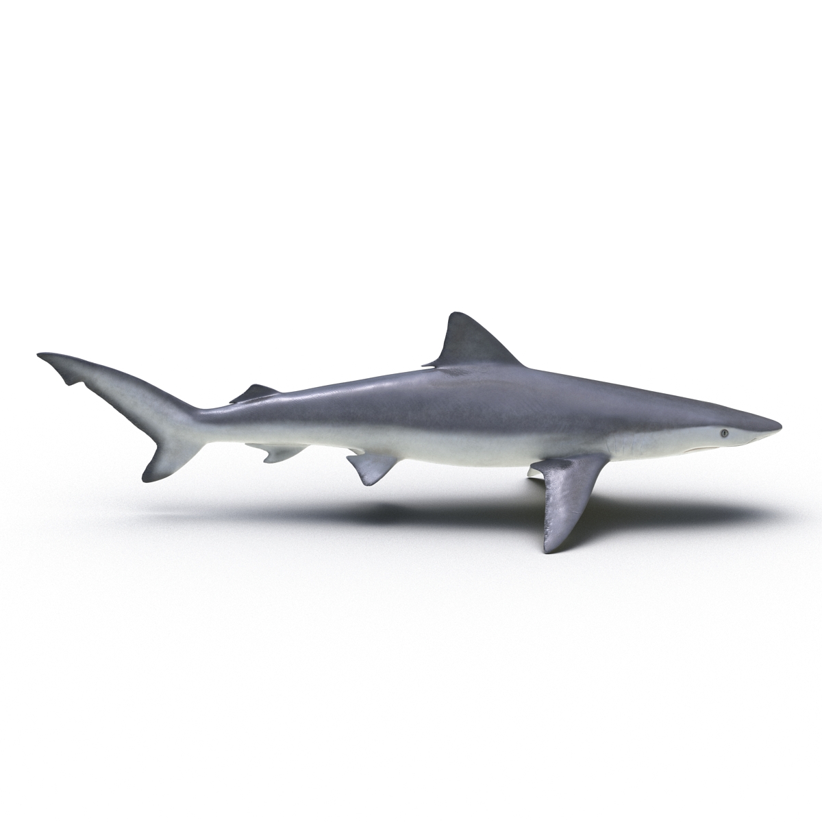 3D model Smalltail Shark